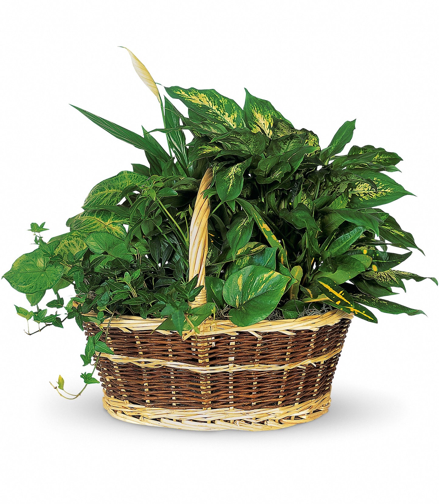 Large Basket Garden