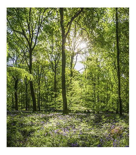 Plant Trees in Memory of Your Loved One